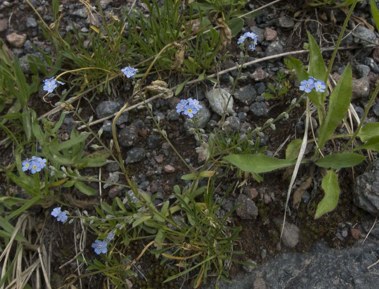 Изображение особи род Myosotis.