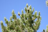 Pinus sibirica