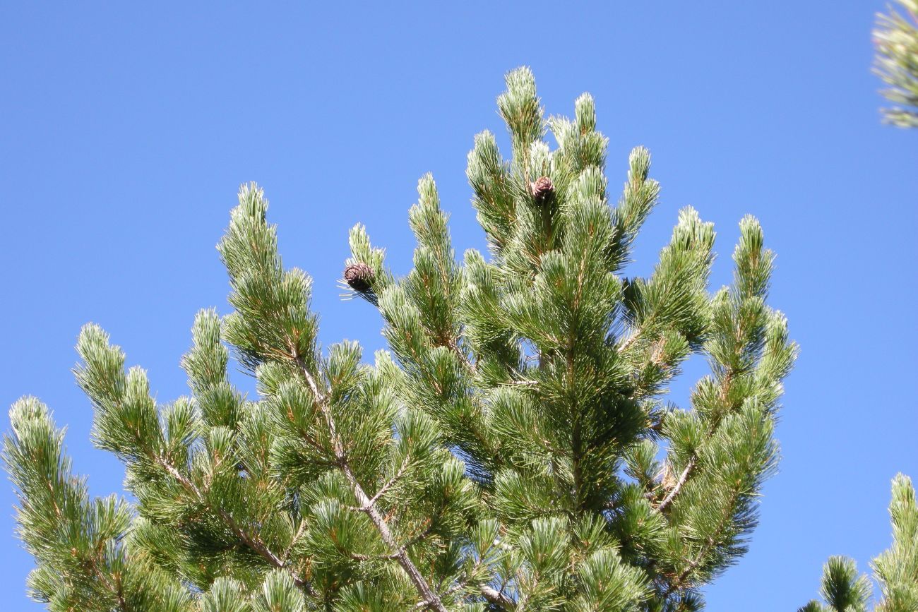 Изображение особи Pinus sibirica.