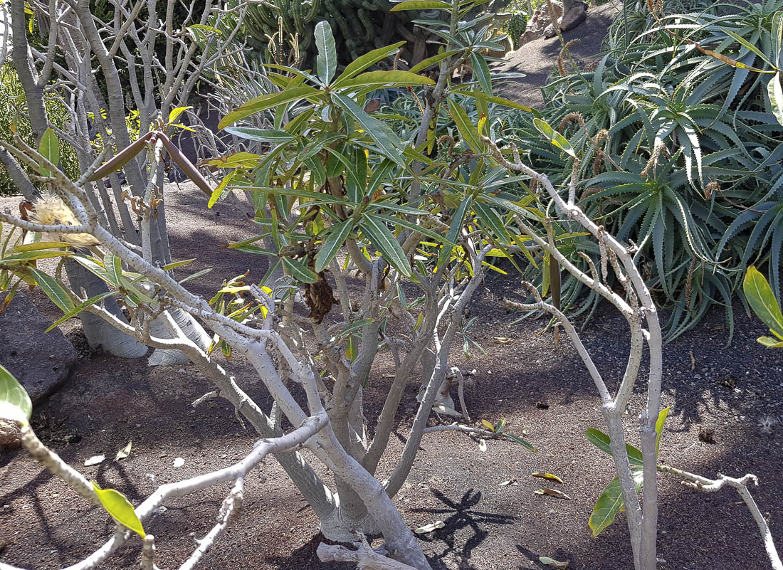 Image of Adenium obesum specimen.