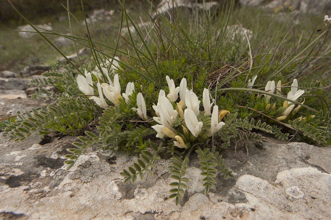 Изображение особи Astragalus rupifragus.