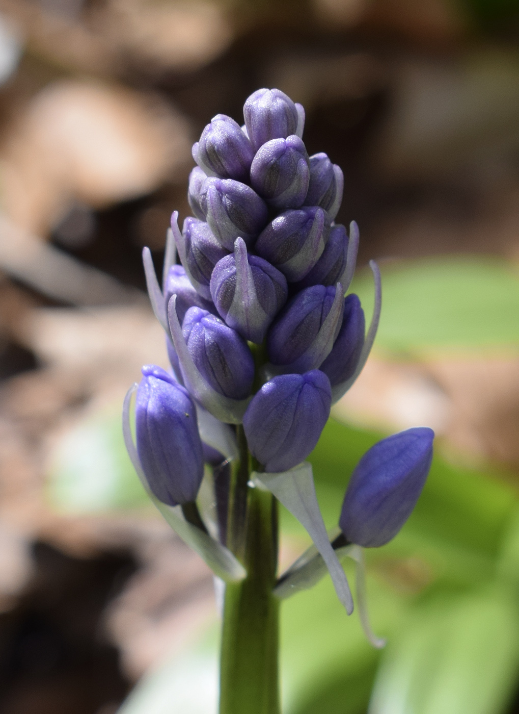 Image of Scilla lilio-hyacinthus specimen.