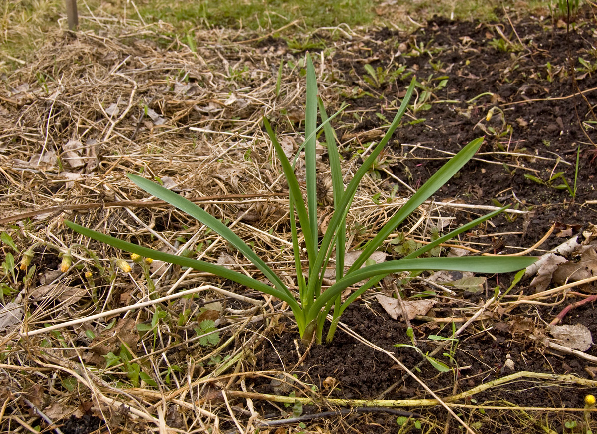 Image of genus Allium specimen.