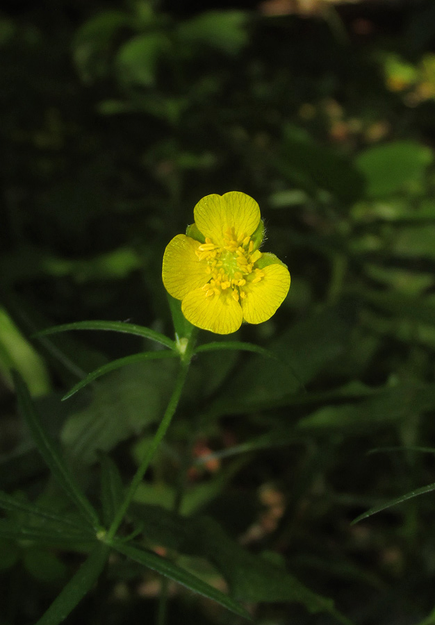 Image of Ranunculus auricomus specimen.