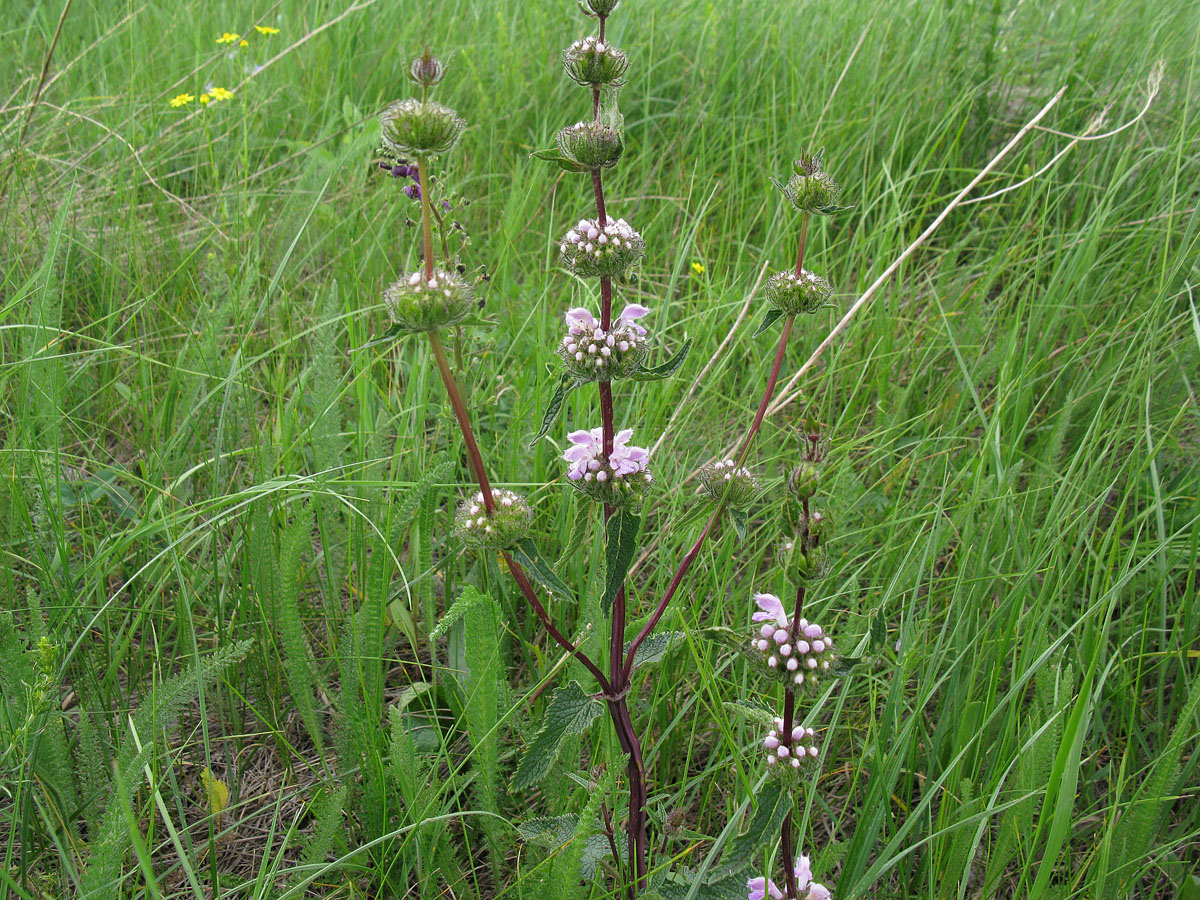Image of Phlomoides tuberosa specimen.