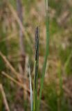 Carex acuta