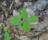 Impatiens noli-tangere. Молодое растение. Республика Адыгея, нижняя часть долины р. Аминовка, широколистный лес. 29.04.2018.