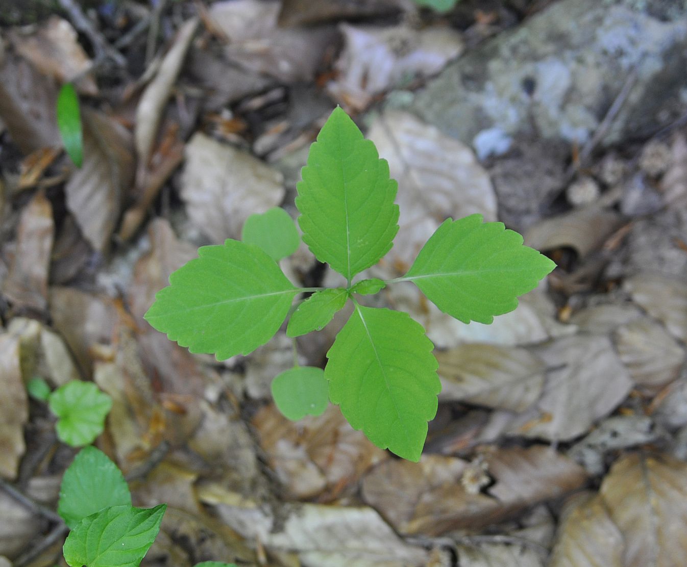 Image of Impatiens noli-tangere specimen.