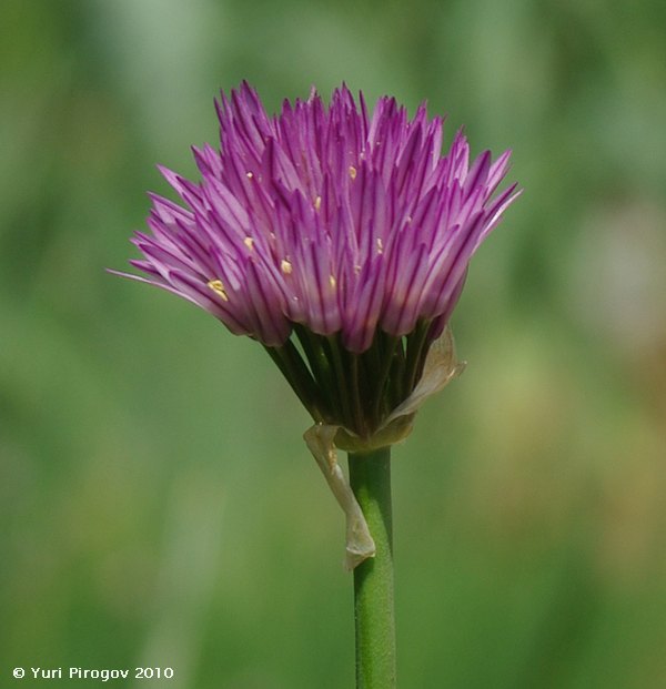 Image of Allium cupuliferum specimen.