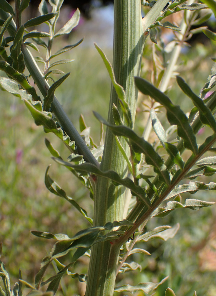 Image of Reseda alba specimen.