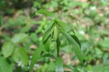 Lilium szovitsianum