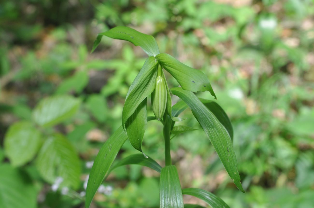 Изображение особи Lilium szovitsianum.
