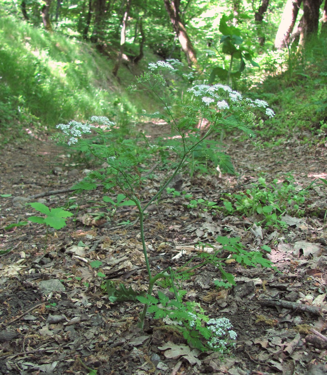 Image of Chaerophyllum temulum specimen.