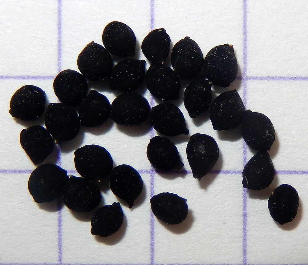 Image of Muscari neglectum specimen.