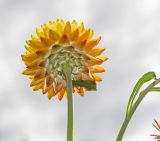 Xerochrysum bracteatum. Верхушки побегов - с соцветием и частью листа. Пермский край, пос. Юго-Камский, в озеленении. 12 августа 2018 г.