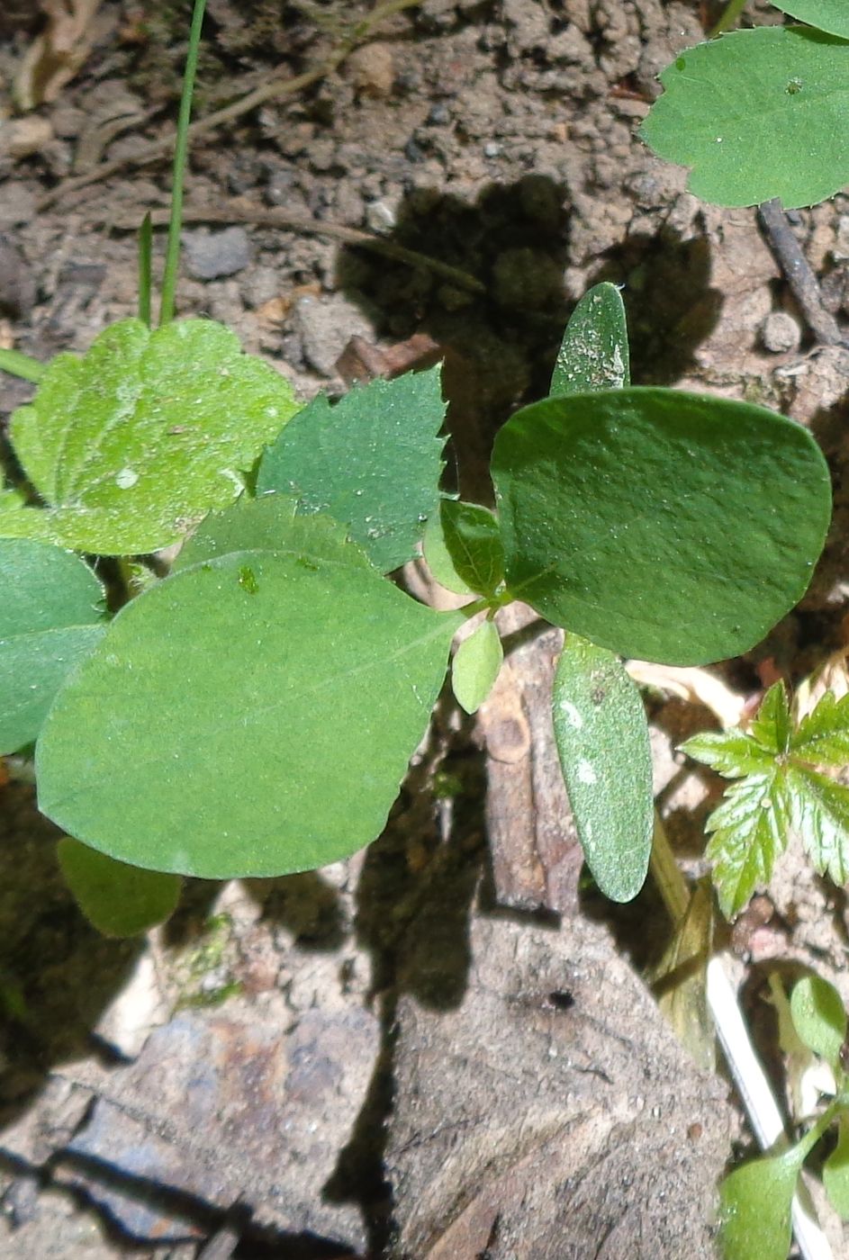 Изображение особи Symphoricarpos albus var. laevigatus.