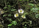 Ranunculus alpestris