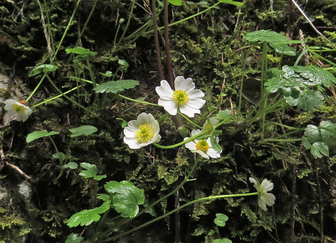 Изображение особи Ranunculus alpestris.