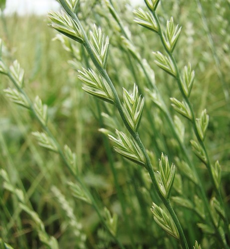 Image of Lolium perenne specimen.