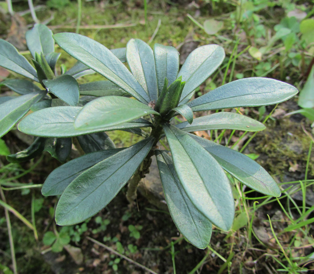 Image of Daphne glomerata specimen.