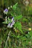 Aconitum stoloniferum