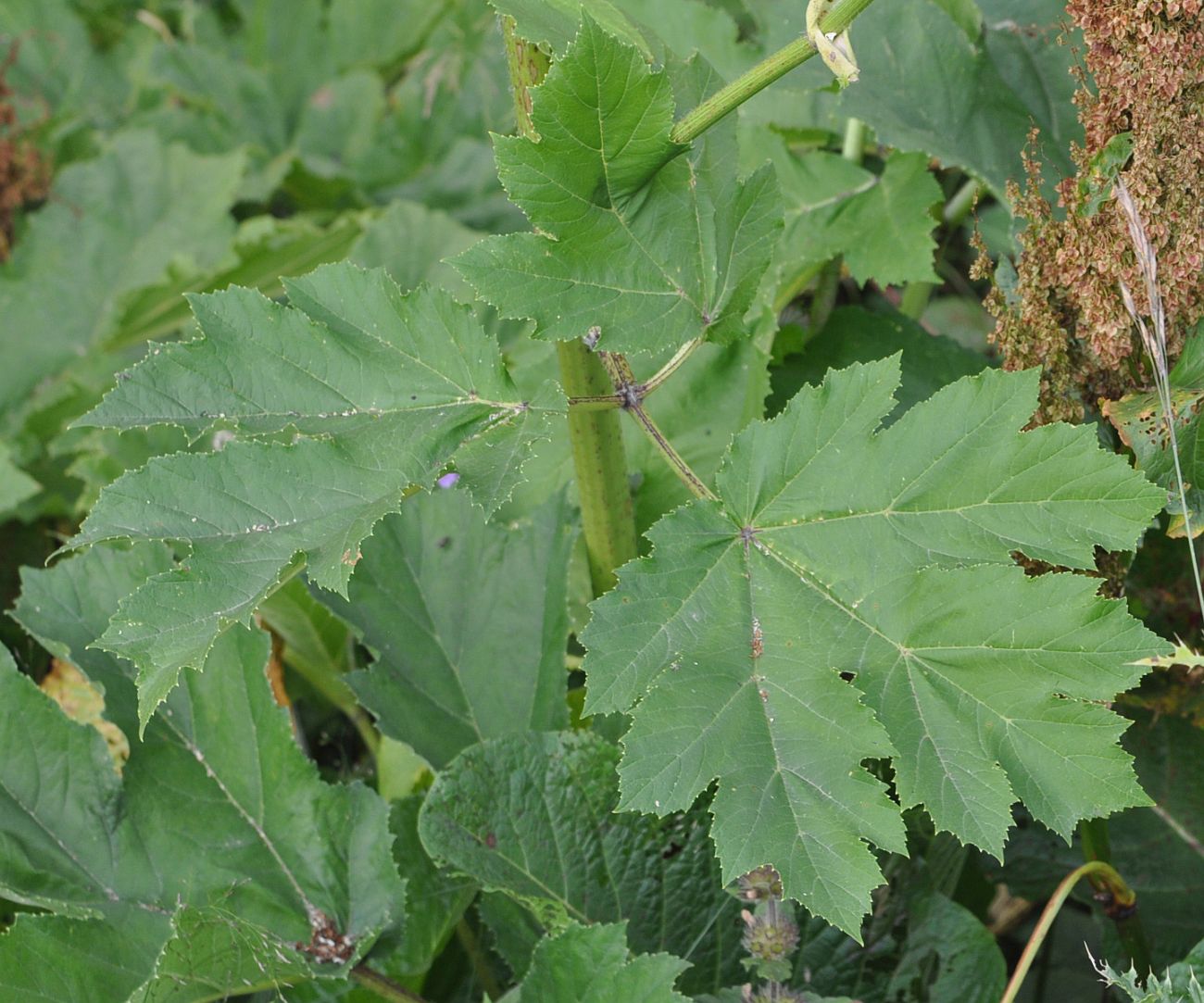 Image of genus Heracleum specimen.