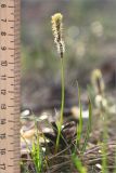 Carex ericetorum. Цветущее растение. Псковская обл., Себежский р-н, сосновый лес, опушка. 30.04.2018.