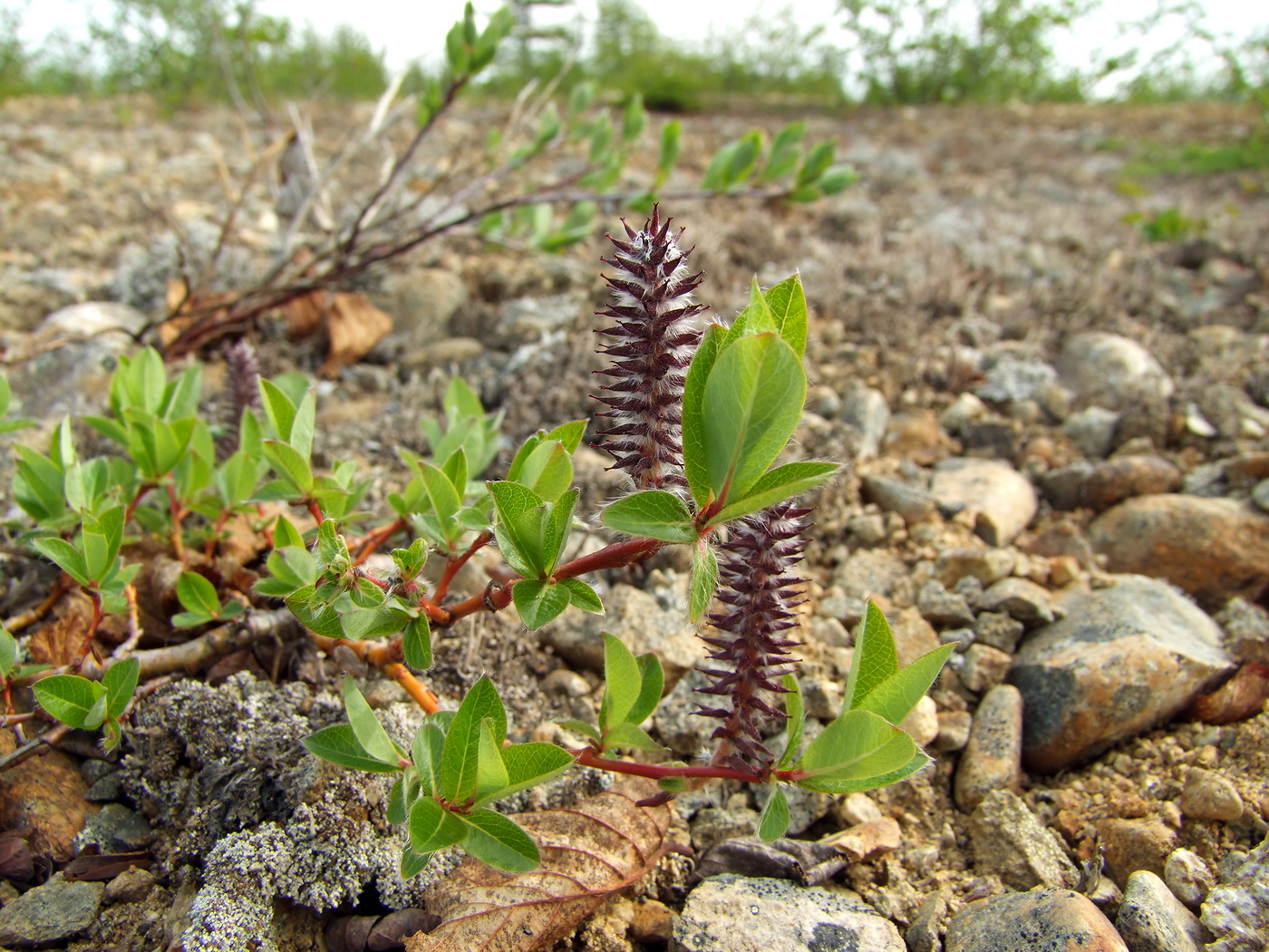 Image of Salix saxatilis specimen.