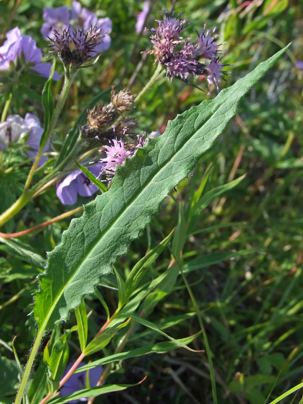 Изображение особи Saussurea oxyodonta.