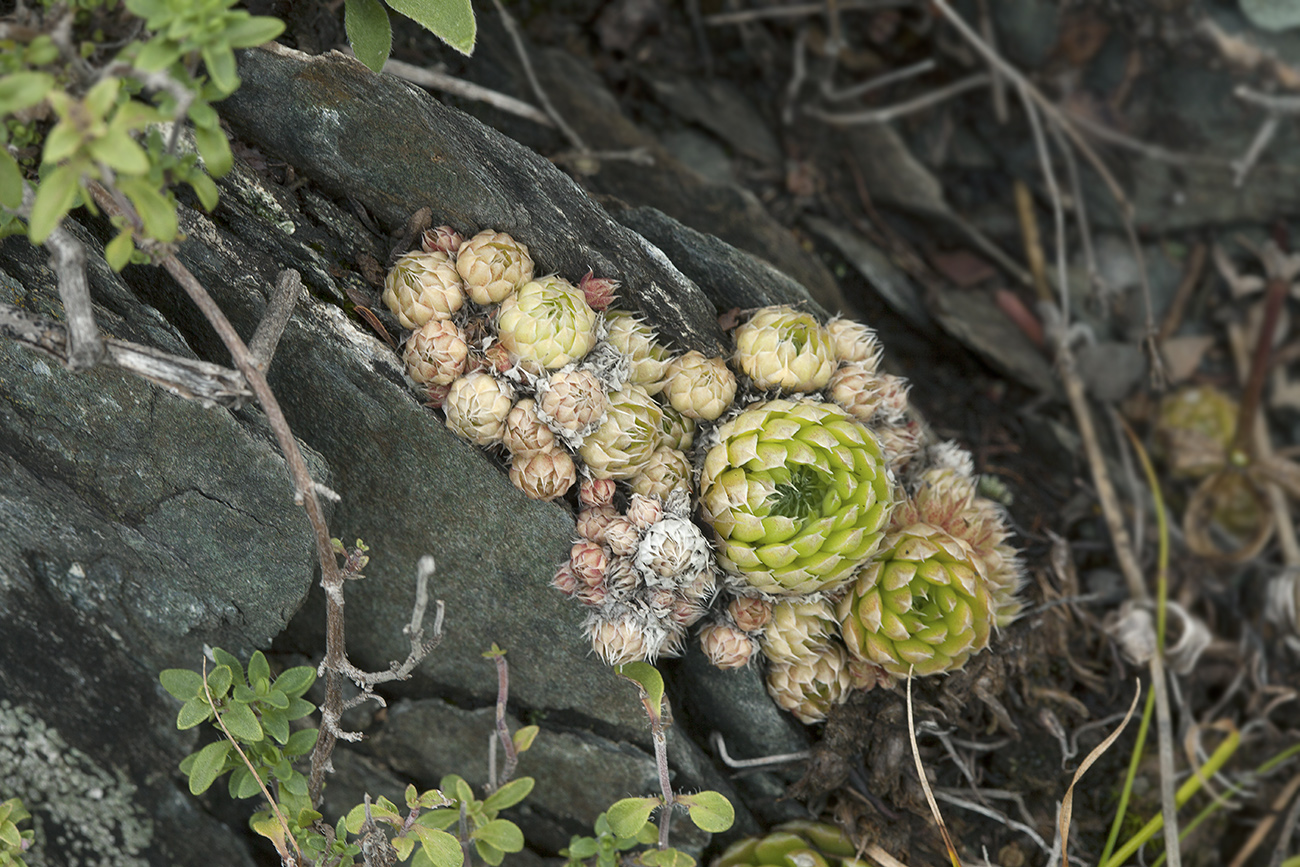 Изображение особи Orostachys spinosa.