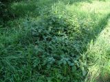 Solanum nigrum