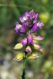 Polygala cretacea. Соцветие. Донецк, бот. сад. 16.06.2018.