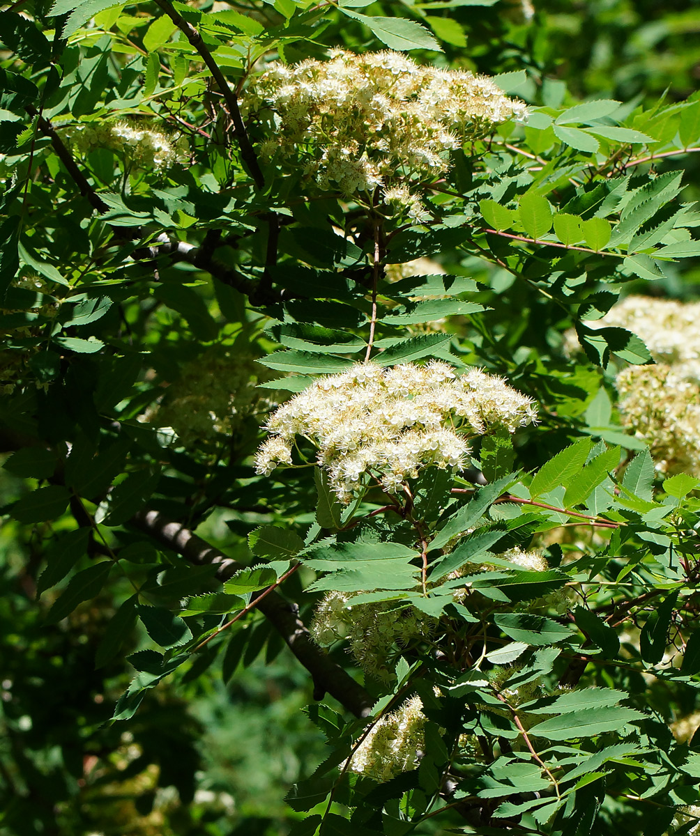 Image of Sorbus aucuparia specimen.