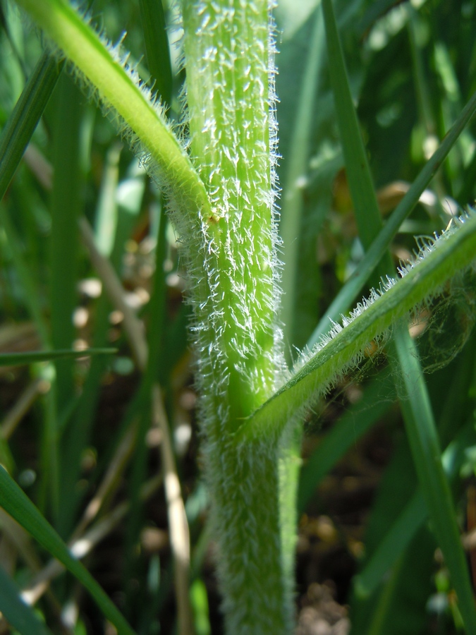 Изображение особи Cirsium incanum.