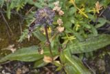 Gentiana macrophylla