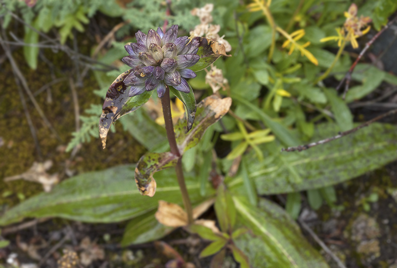 Image of Gentiana macrophylla specimen.