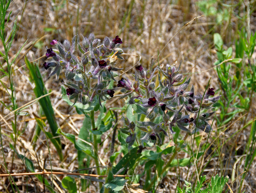 Image of Nonea rossica specimen.