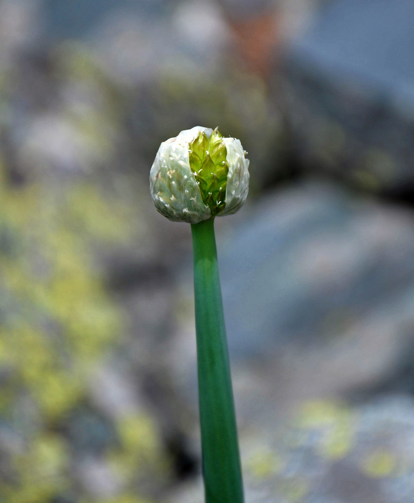 Image of Allium altaicum specimen.