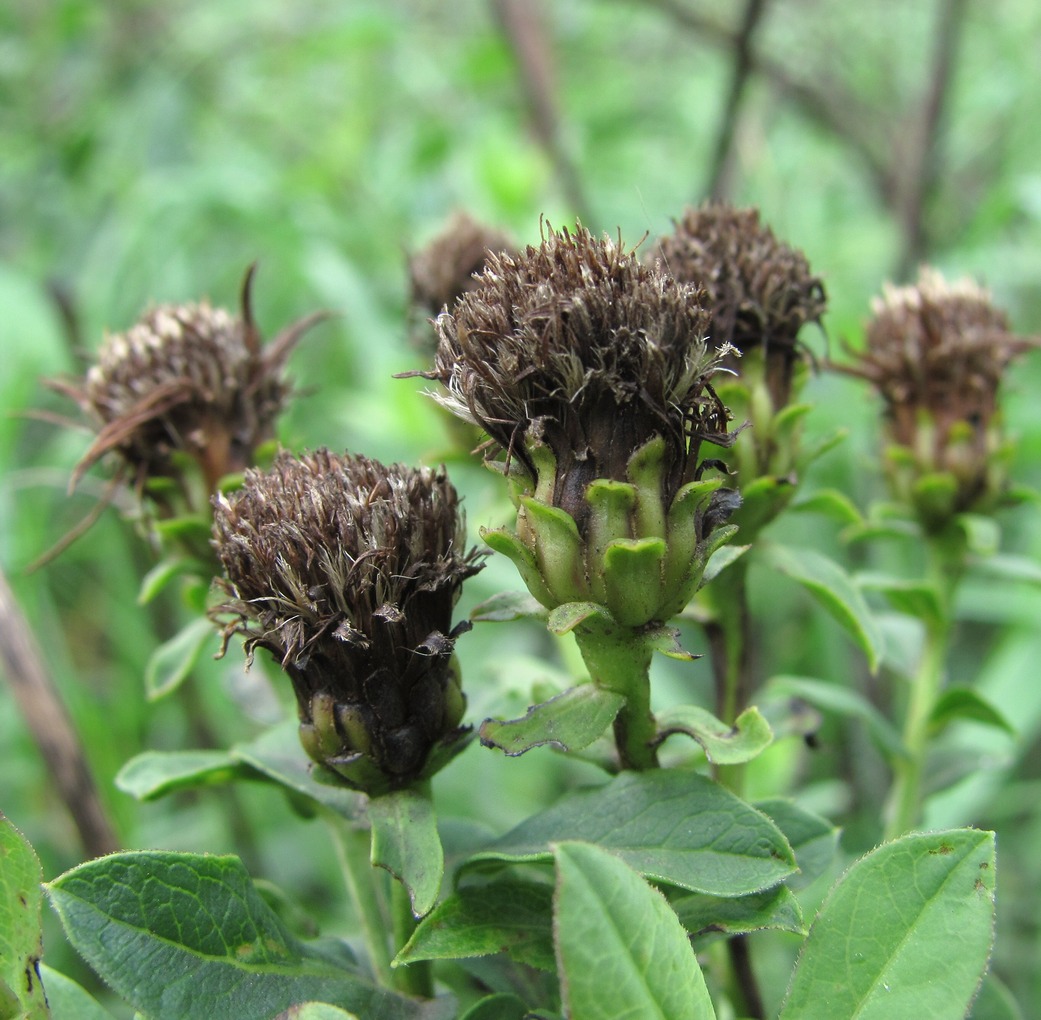 Image of Inula germanica specimen.