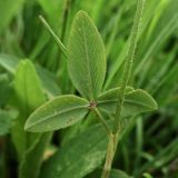 Trifolium ochroleucon. Часть побега. Украина, Закарпатская обл., Раховский р-н, окр. с. Косовская Поляна, сенокосный луг. 30 июня 2010 г.