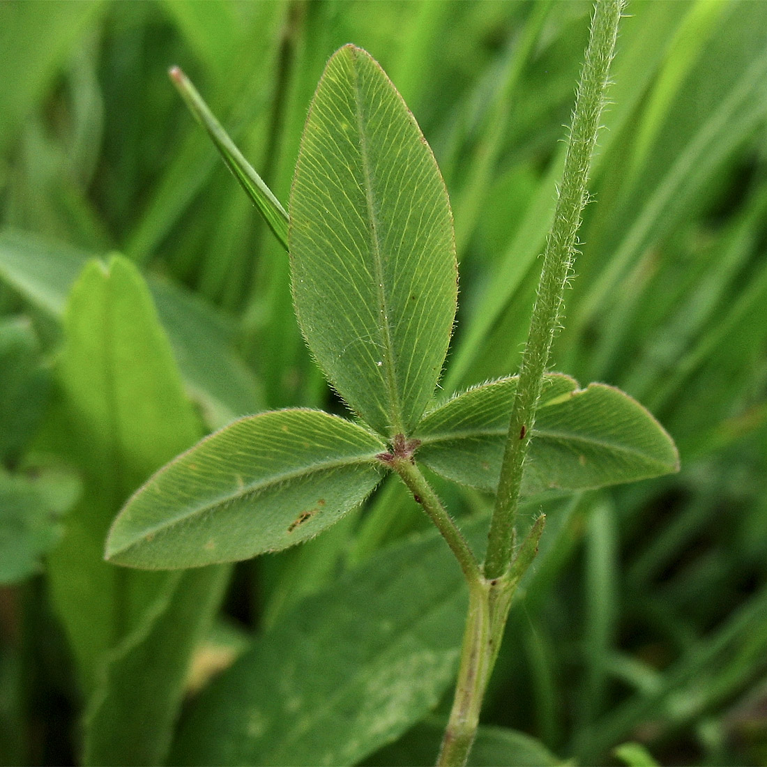 Изображение особи Trifolium ochroleucon.