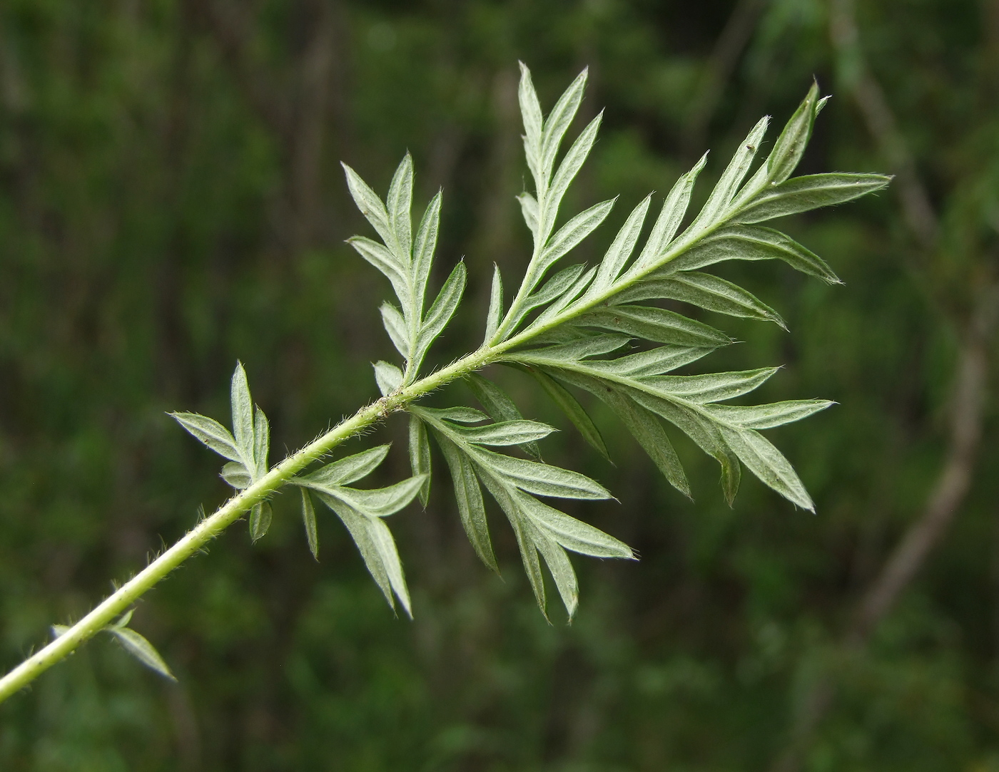 Image of Potentilla tergemina specimen.