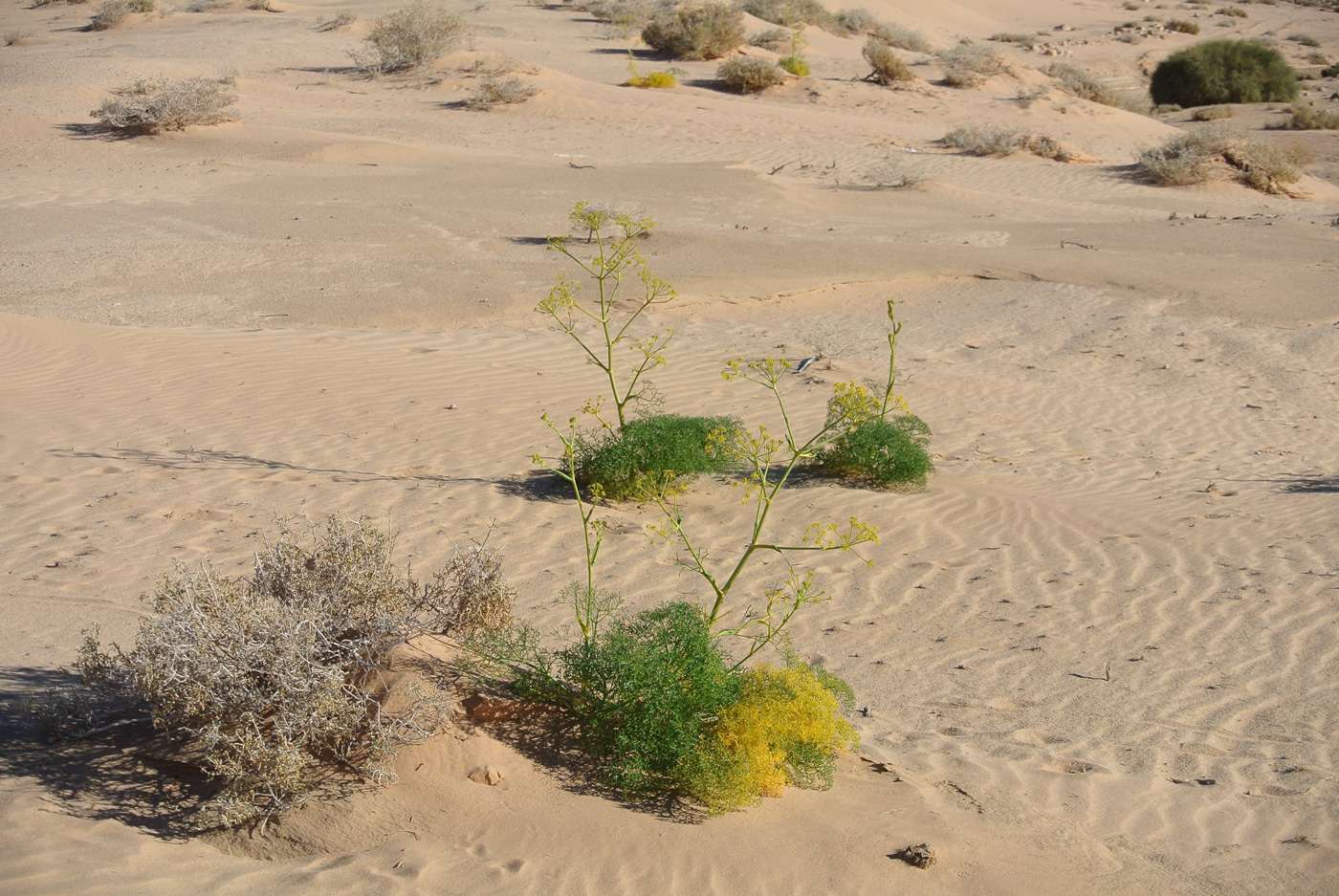 Image of genus Ferula specimen.