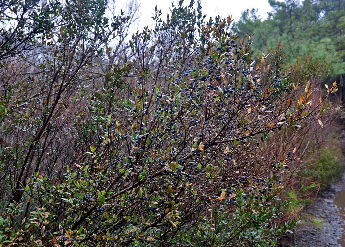 Image of Myrtus communis specimen.