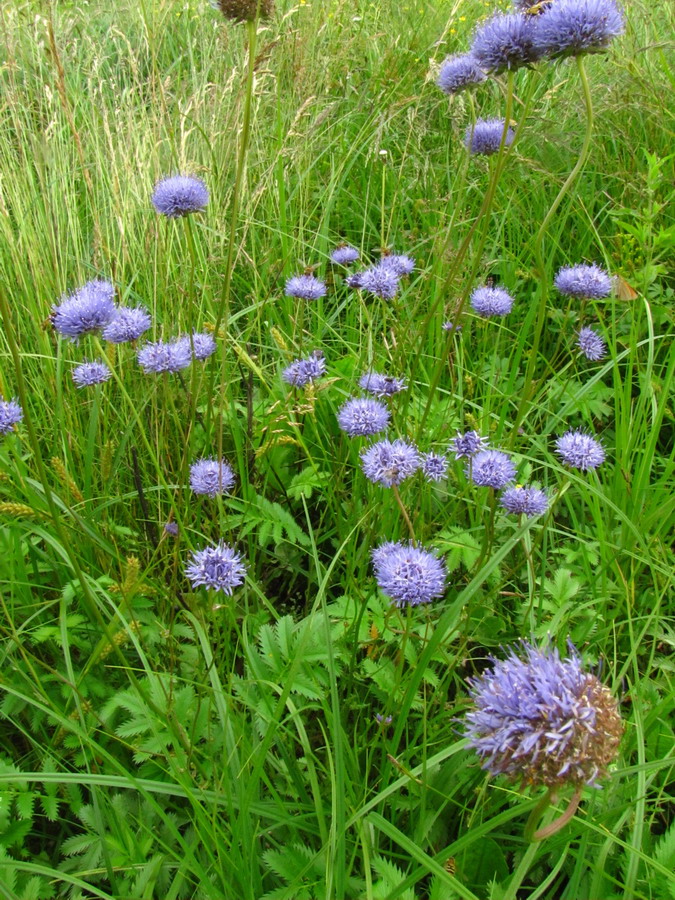 Image of Jasione montana specimen.