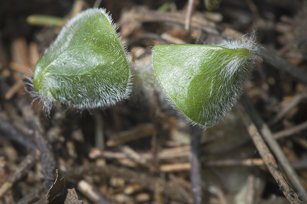 Изображение особи Asarum europaeum.