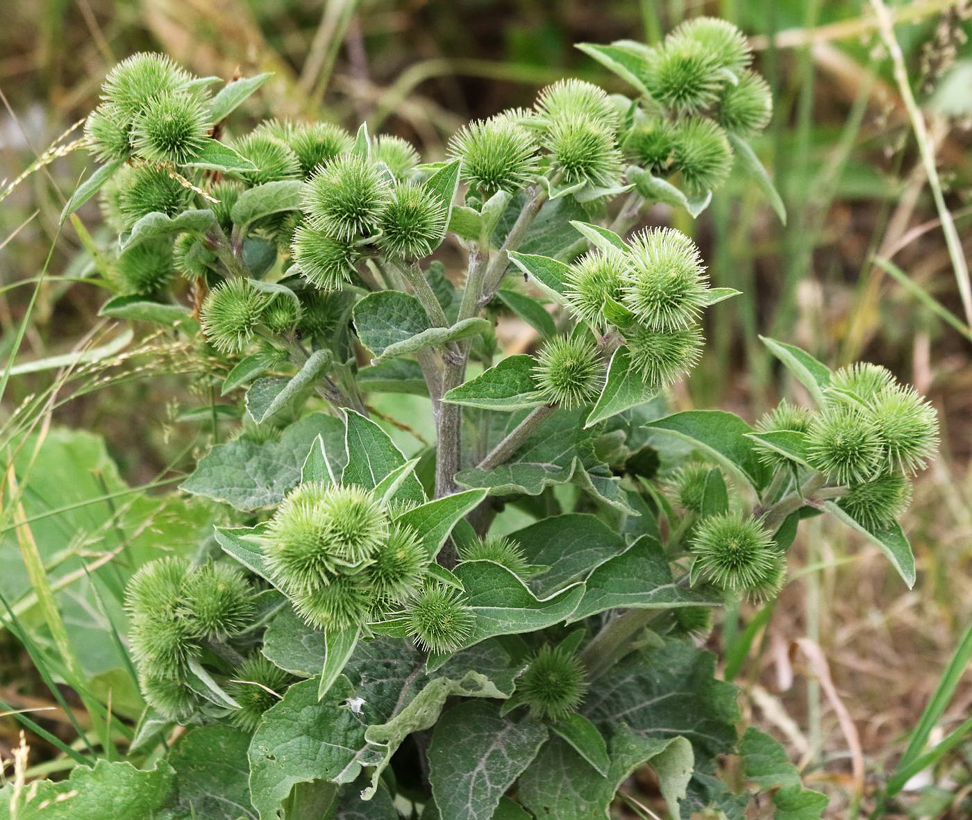 Изображение особи Arctium lappa.