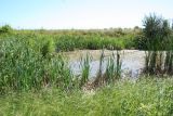 Typha latifolia. Плодоносящие растения (на воде след от проплывшей выдры). Казахстан, Восточно-Казахстанская обл., Уланский р-н, окр. с. Украинка, болото возле Иртыша. 13.07.2008.