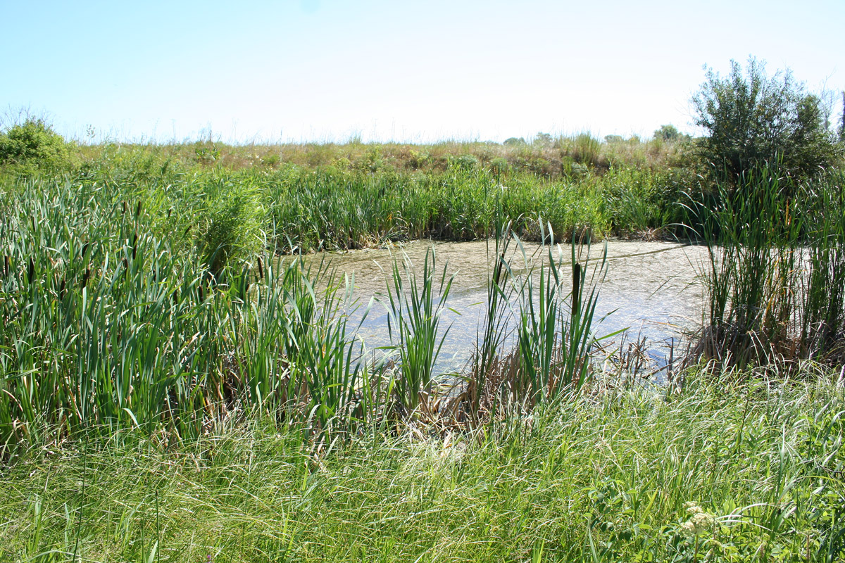 Изображение особи Typha latifolia.