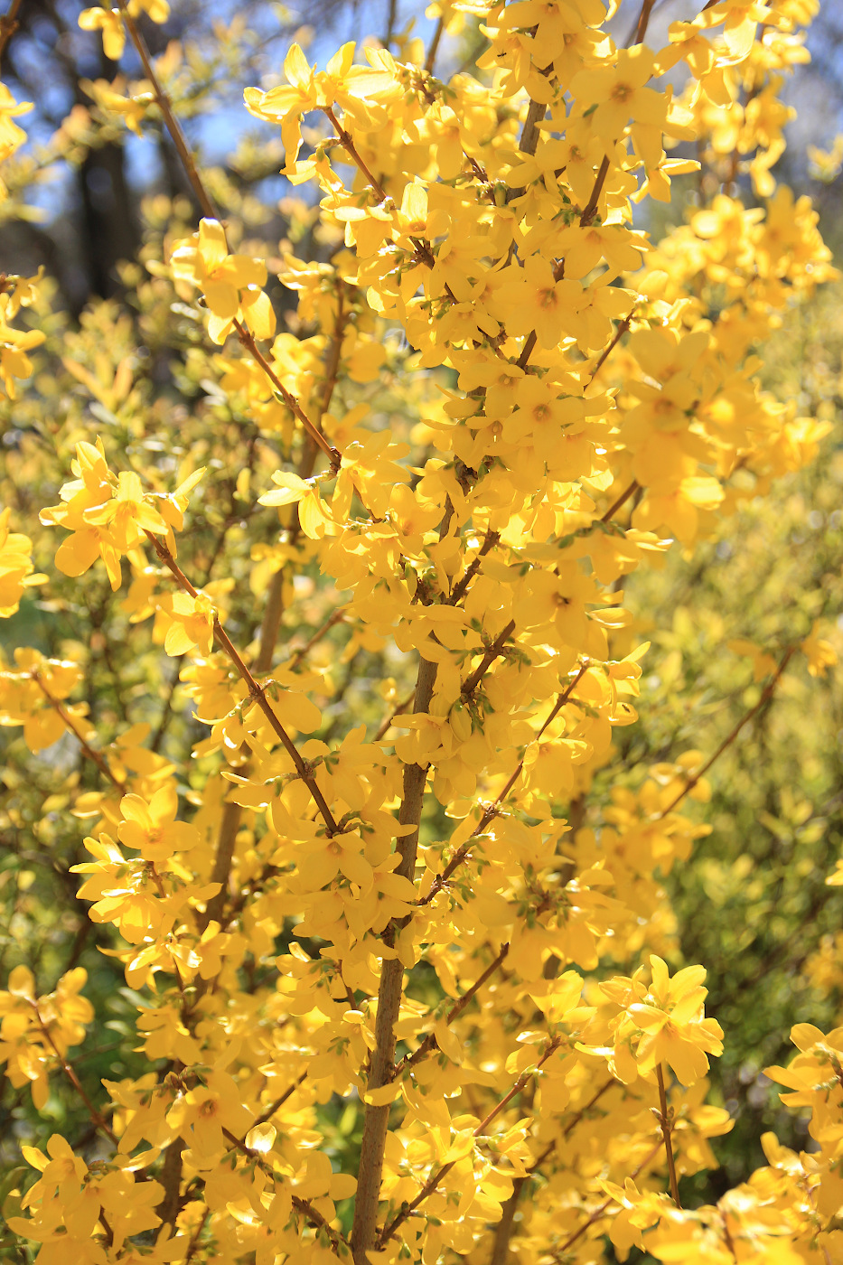 Image of Forsythia ovata specimen.